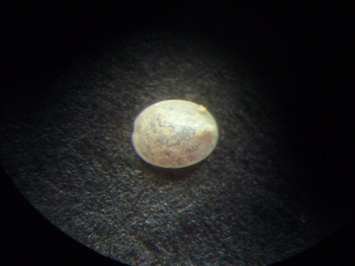 Veleropilina zografi?